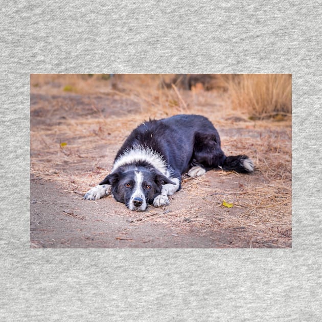 Cute Border Collie Lying on Ground by Amy-K-Mitchell